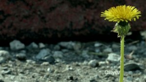 Fringe – 5x01 Transilience Thought Unifier Model-11