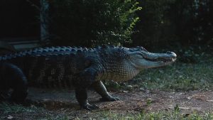 Atlanta – 2x01 Alligator Man