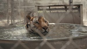 Tiger King - Il profondo graffio della vera America